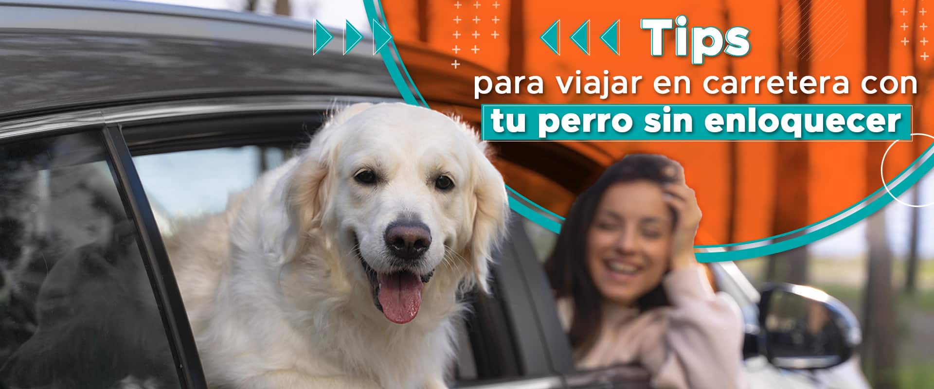Viajar en carretera con tu perro
