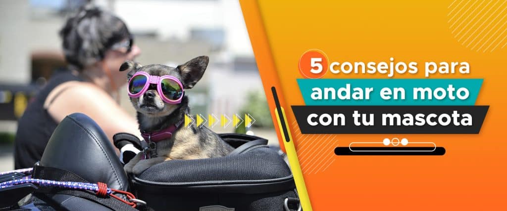Andar en moto con mascota